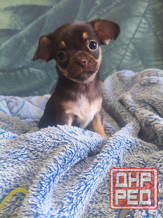 Девочка чихуахуа Енакиево - изображение 3