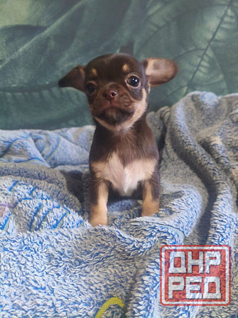 Девочка чихуахуа Енакиево - изображение 2