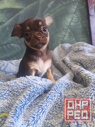 Девочка чихуахуа Енакиево - изображение 1