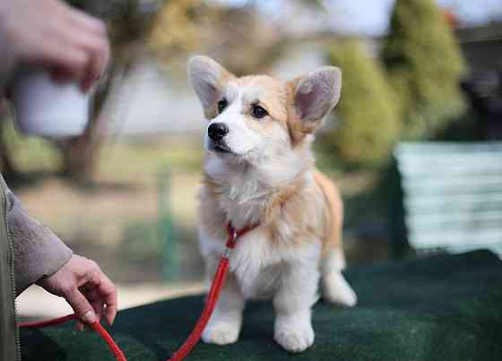 Продаются щенки вельш корги пемброк питомник TelmanHaus Донецк