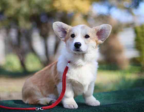 Продаются щенки вельш корги пемброк питомник TelmanHaus Донецк