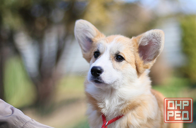 Продаются щенки вельш корги пемброк питомник TelmanHaus Донецк - изображение 1