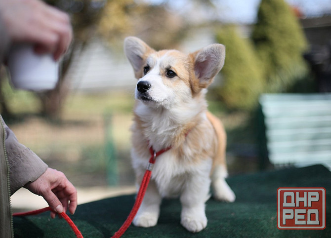 Продаются щенки вельш корги пемброк питомник TelmanHaus Донецк - изображение 2
