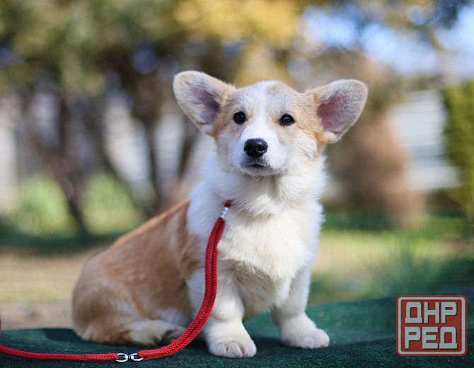 Продаются щенки вельш корги пемброк питомник TelmanHaus Донецк - изображение 3