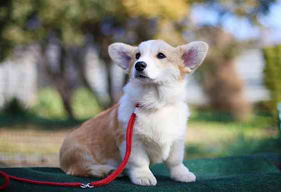 Щенки вельш корги пемброк племенной питомник "Тельманхаус " Харцызск