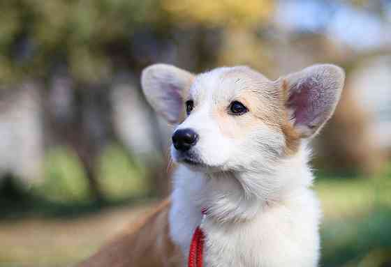 Щенки вельш корги пемброк племенной питомник "Тельманхаус " Харцызск