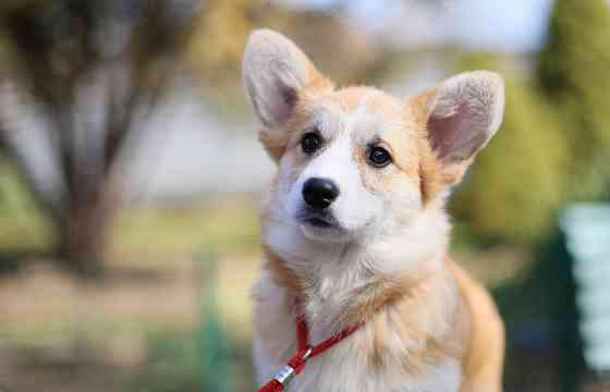 Щенки вельш корги пемброк племенной питомник "Тельманхаус " Харцызск