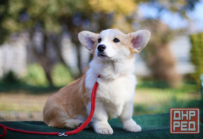 Щенки вельш корги пемброк племенной питомник "Тельманхаус " Харцызск - изображение 2