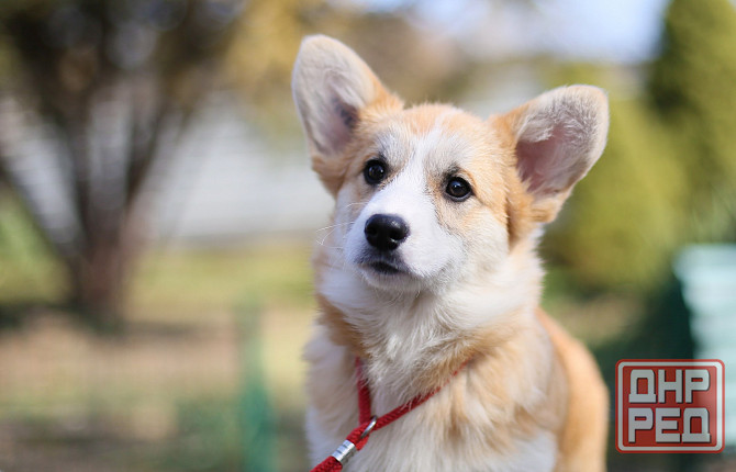 Щенки вельш корги пемброк племенной питомник "Тельманхаус " Харцызск - изображение 3