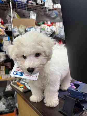 щенки бишон фризе Луганск