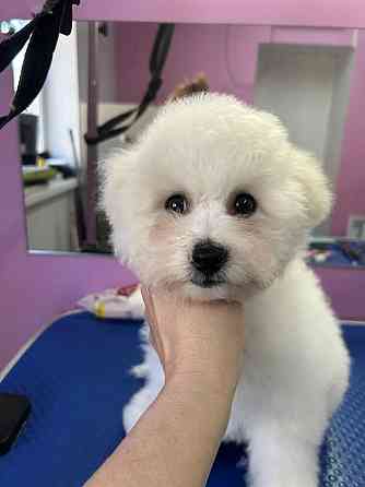 щенки бишон фризе Луганск