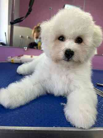 щенки бишон фризе Луганск