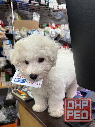 щенки бишон фризе Луганск - изображение 4