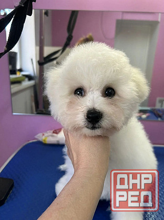 щенки бишон фризе Луганск - изображение 2