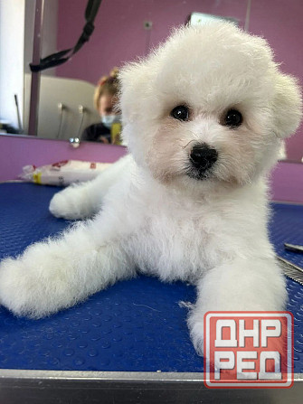 щенки бишон фризе Луганск - изображение 3