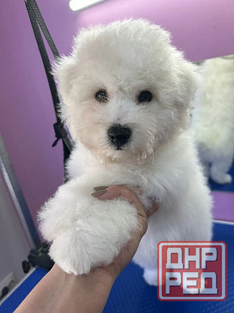 щенки бишон фризе Луганск - изображение 1