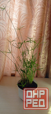 Продам Донецк - изображение 2