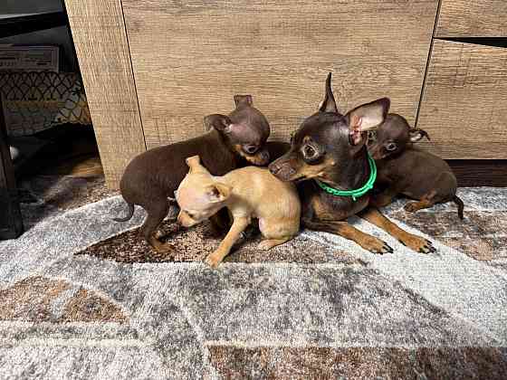 Щеночки мини той-терьера Макеевка