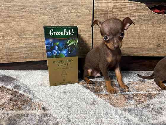 Щеночки мини той-терьера Макеевка