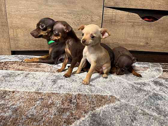 Щеночки мини той-терьера Макеевка