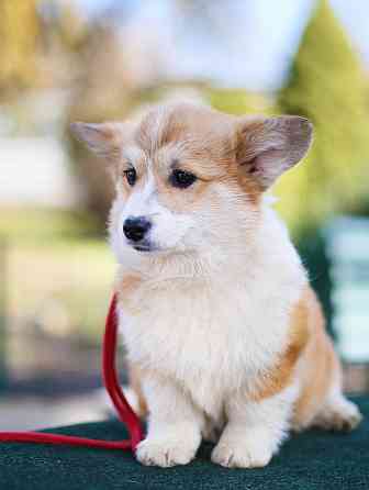 Купить щенка корги пемброк Мариуполь