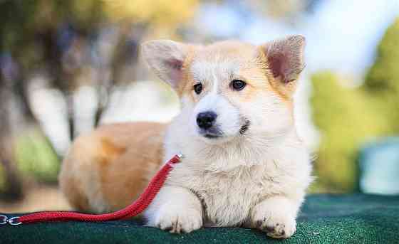 Купить щенка корги пемброк Мариуполь