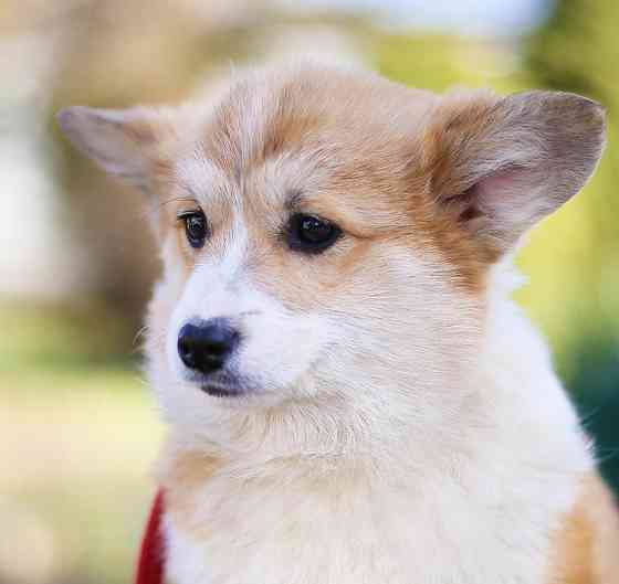 Купить щенка корги пемброк Мариуполь