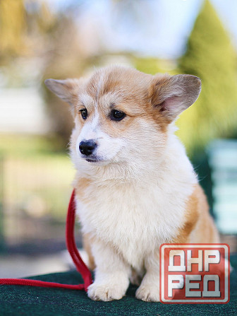 Купить щенка корги пемброк Мариуполь - изображение 2