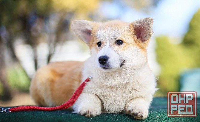 Купить щенка корги пемброк Мариуполь - изображение 3