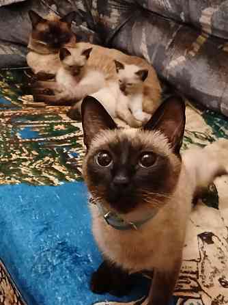 Продаются сиамские( тайские), меконгские котята. Макеевка