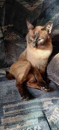 Продаются сиамские( тайские), меконгские котята. Макеевка