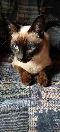 Продаются сиамские( тайские), меконгские котята. Макеевка