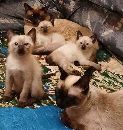 Продаются сиамские( тайские), меконгские котята. Макеевка