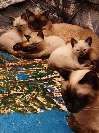 Продаются сиамские( тайские), меконгские котята. Макеевка