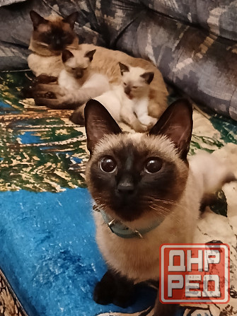 Продаются сиамские( тайские), меконгские котята. Макеевка - изображение 1