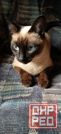 Продаются сиамские( тайские), меконгские котята. Макеевка - изображение 4