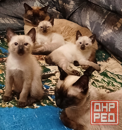 Продаются сиамские( тайские), меконгские котята. Макеевка - изображение 2