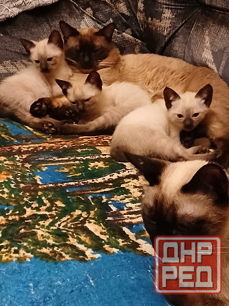 Продаются сиамские( тайские), меконгские котята. Макеевка - изображение 3
