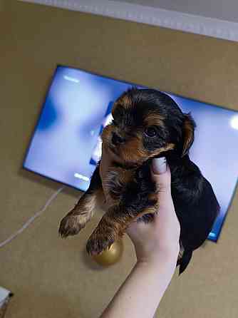 Щенки йорка Донецк