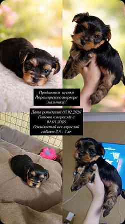 Щенки йорка Донецк