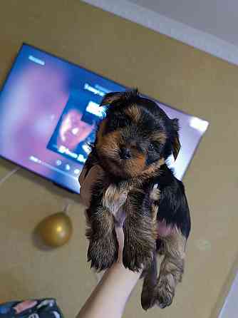 Щенки йорка Донецк