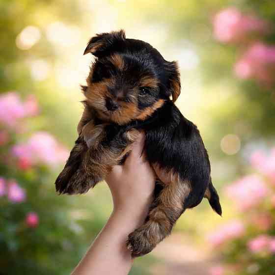 Щенки йорка Донецк