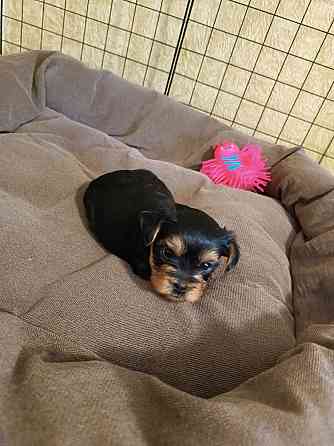 Щенки йорка Донецк