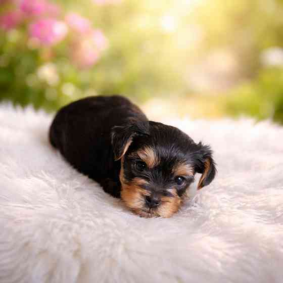 Щенки йорка Донецк