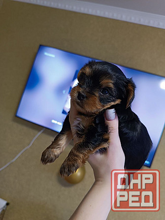 Щенки йорка Донецк - изображение 5