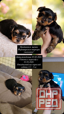 Щенки йорка Донецк - изображение 1