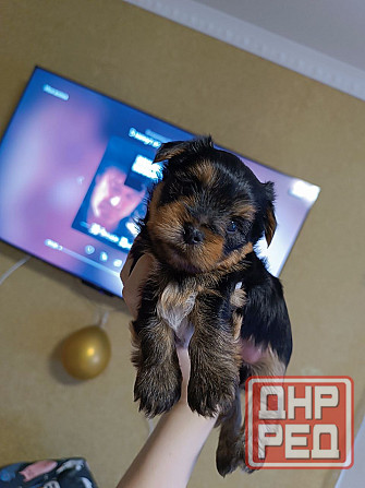 Щенки йорка Донецк - изображение 6