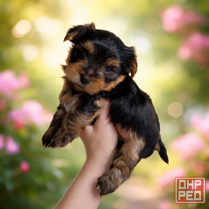Щенки йорка Донецк - изображение 2