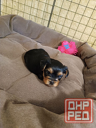 Щенки йорка Донецк - изображение 3