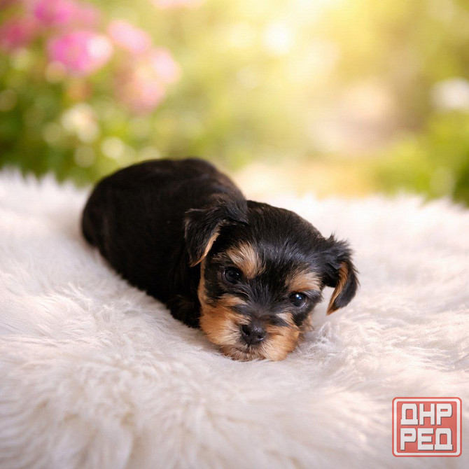 Щенки йорка Донецк - изображение 4